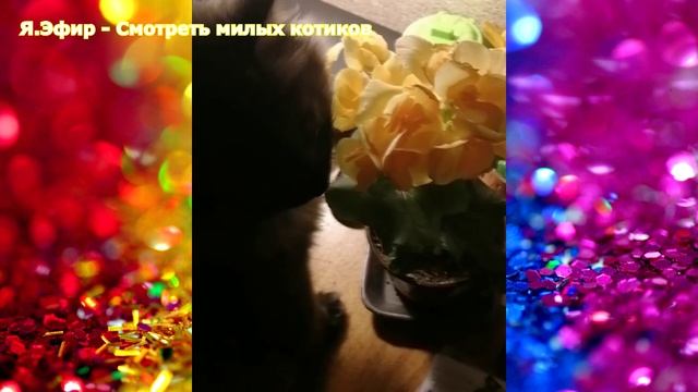 кошки 2020, котики 2020, приколы с котами и кошками 2020, приколы 2021, до слез, кошки 2021, котик,