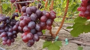 Урум: красивая и вкусная форма винограда