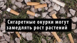 Небезопасные окурки? Что могут натворить в природе  окурки?