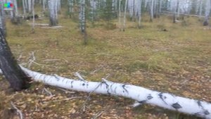 Грибы Южного Урала. Поход за грибами. Опята и иные. Мальковский Вадим