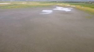 Гуси с дрона, готовятся к перелету на юга