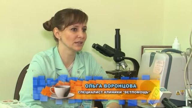 Можно ли стерилизовать кошку в возрасте 5 лет? смотреть онлайн