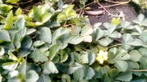 Выращивание китайской клубники из семян...