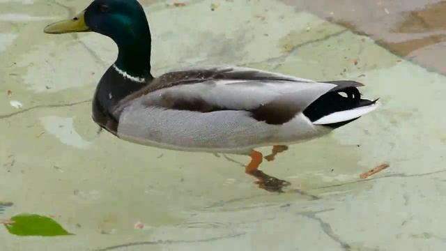 Видеотест Panasonic Lumix FZ1000 \ фотоаппарат Панасоник Люмикс смотреть онлайн