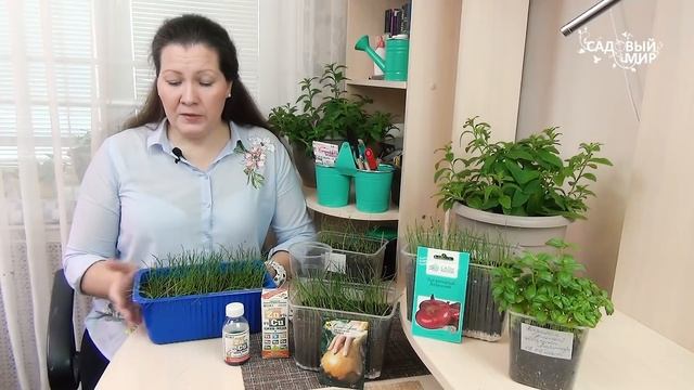 Лук на рассаду: стрижка пера и подкормка. смотреть онлайн