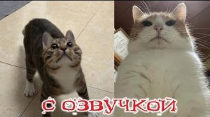 Приколы с котами! Смешные коты! С ОЗВУЧКОЙ! Самые Смешные Животные! РЖАКА!