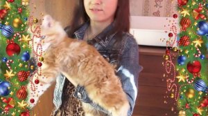 ЛИРИКУМ Златоуст Бестович - 3 месяца, взвешивание крупного котенка мейн-кун