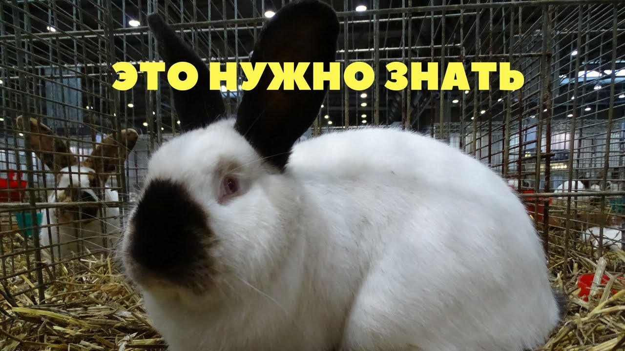 Эталон калифорнийского кролика. Окрас чемпиона Германии