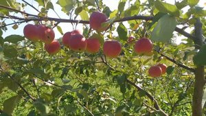 Родниковая, один из лучших сортов яблони уральской селекции.