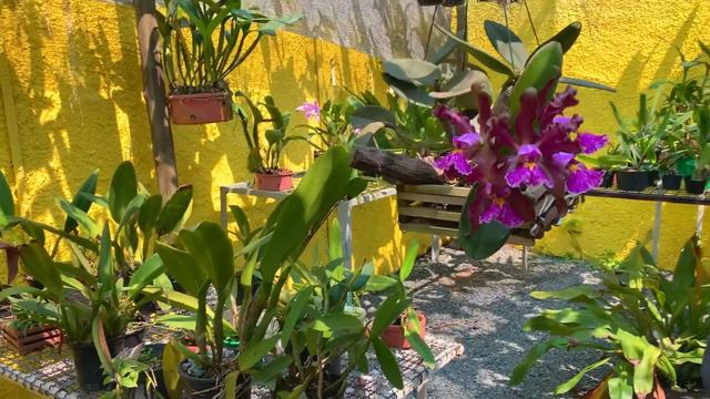 CATTLEYA SCHILLERIANA, Tudo sobre o cultivo dessa linda orquídea! смотреть онлайн