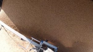 Очистка и сушка зерна / Озимая пшеница