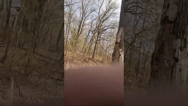 никому не доверяйте валить ваши деревья вот почему...