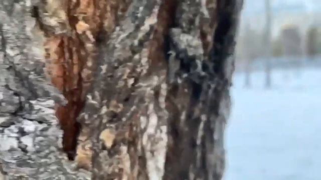 ӨСКЕМЕН | Усть-Каменогорск | UKA | KAZAKHSTAN 🇰🇿 :₽ смотреть онлайн