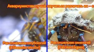 Морские аквариумные раки отшельники: красноногий, синеногий, голубоногий