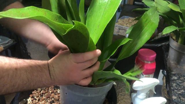 Oncidium repot and a surprise at the end смотреть онлайн