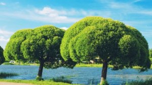 Ива ломкая. Описание. Медопродуктивность