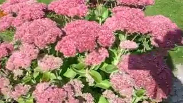 Очиток. Загородная жизнь. смотреть онлайн