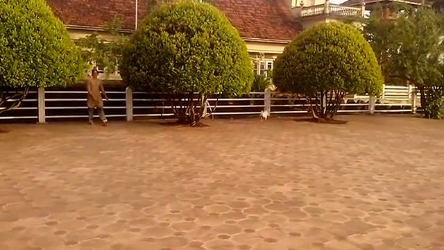 Погоня за петухом в буддийском храме - Sri Lanka смотреть онлайн