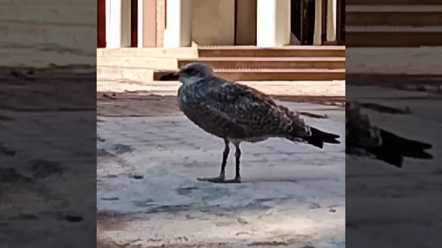 птенец чайки пищит