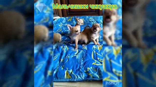 щенки чихуахуа мальчики продаются. Москва #чихуахуа #чихуахуапродается #чихуахуаМосква