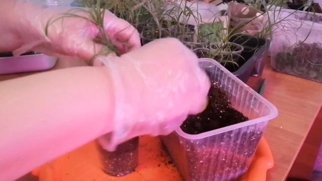 Циперус - растение "дар реки"! смотреть онлайн