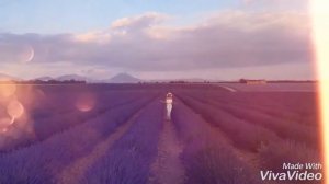 Lavender Field in Provence #France