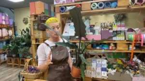 Алоказия Лотербахиана | Роскошное и неприхотливое комнатное растение