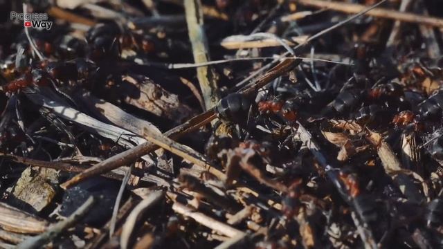 ВЫГНАЛ МУРАВЬЕВ ИЗ ОГОРОДА БЕЗ ХИМИИ ОБЫЧНЫМ КОПЕЕЧНЫМ СРЕДСТВОМ смотреть онлайн