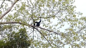 Сиаманг, обезьяна которая поет как птица.