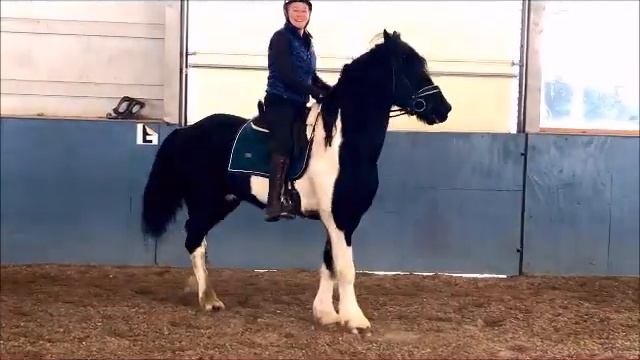 Panda von Hesler 2012 3/4 Friesian Sporthorse смотреть онлайн