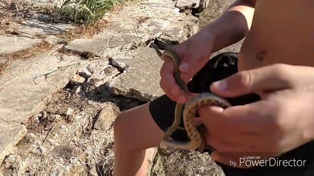 Ловля змей!! (Огромная змея!!!!) смотреть онлайн