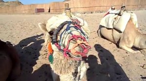 Верблюд разговаривает