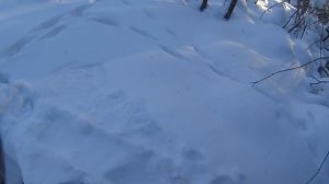 Установка капкана на лису(под след)