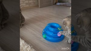 новая игрушка  для котиков