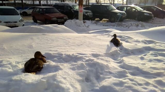 Уткам не холодно! смотреть онлайн