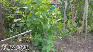 Шелковица обмерзает до грунта. Выкорчёвывать или подождать?