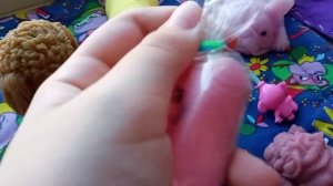 где живут мои резиновые собачки??