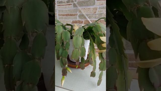 Так цветет в марте декабрист смотреть онлайн