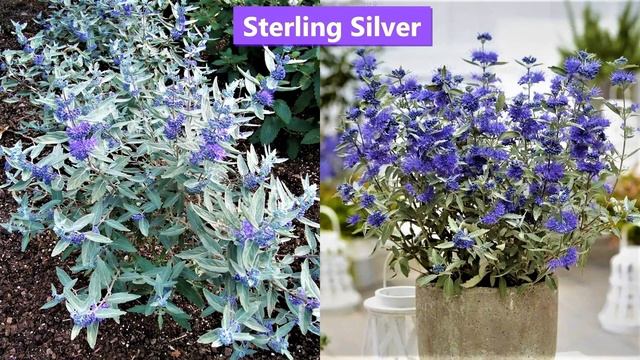 Засухоустойчивый неприхотливый кустарник с душистыми синими цветами. Цветет до октября! смотреть онлайн