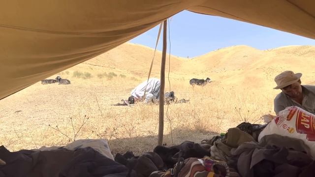 Гиссарские овцы Ходжимирзокарима, 10 сентября 2022 года смотреть онлайн