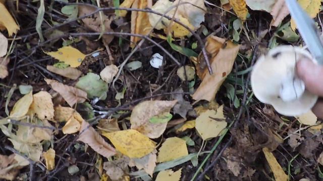 "Пасмурный день в лесу" смотреть онлайн