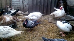 ИНКУБАЦИЯ МУСКУСНЫХ УТОК В ИНКУБАТОРЕ! 100% УСПЕХ. СУПЕР РЕЖИМ ИНКУБАЦИИ И ПРАВИЛА 11 лютого 2020 р