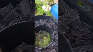Обслуживание Евролос Био с заменой циркуляционного насосс и таймера включения этого насоса.