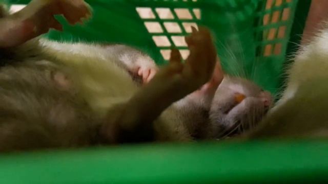 Крыса спит! Как же сладко. Интересно, что ему снится??? смотреть онлайн