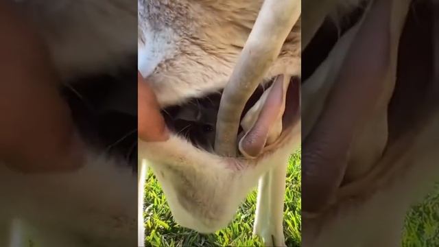 Сама Кенгуру И Маленький Кенгуру #kangaroo