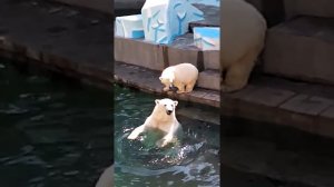 Белые медведи Новосибирск