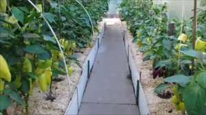 Гремучая смесь для вредителей на перце!