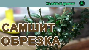 Фигурная обрезка самшита под бонсай,как я с формировал самшит,вечнозелёный кустарник-САМШИТ!