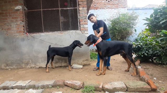 American Doberman (left) Vs European Doberman (right). Difference is in front of you. смотреть онлайн