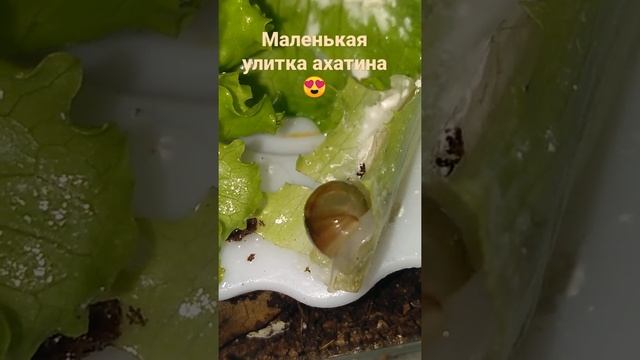 Маленькая улитка ахатина ретикулята альбино???